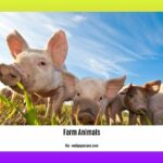 10-uses-of-farm-animals_2