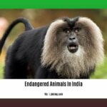 5-endangered-animals-in-India-with-pictures-and-information_2