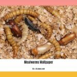 Are-mealworms-dangerous_2
