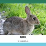 Can-rabbits-eat-marshmallows_2