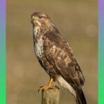 Common-buzzard-birds-of-prey-Northern-Ireland_2
