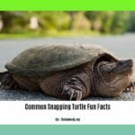 Common-snapping-turtle-fun-facts_2