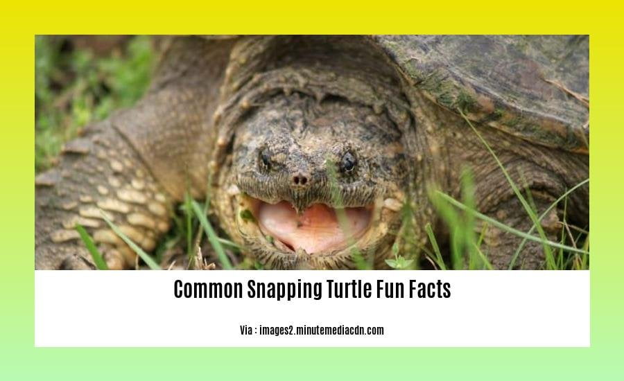Common snapping turtle fun facts