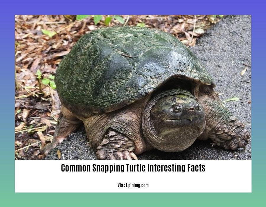 Common snapping turtle interesting facts