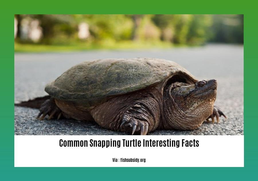 Common snapping turtle interesting facts