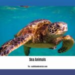 Cool-facts-about-sea-animals_2