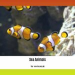 Crazy-facts-about-sea-animals_2