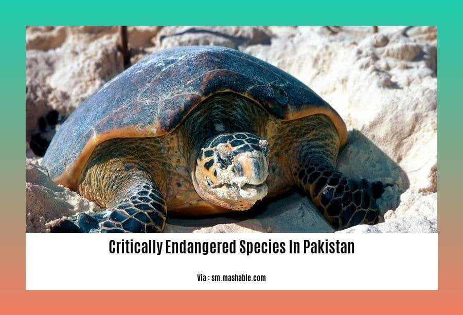 Critically endangered species in Pakistan
