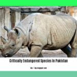 Critically-endangered-species-in-Pakistan_2