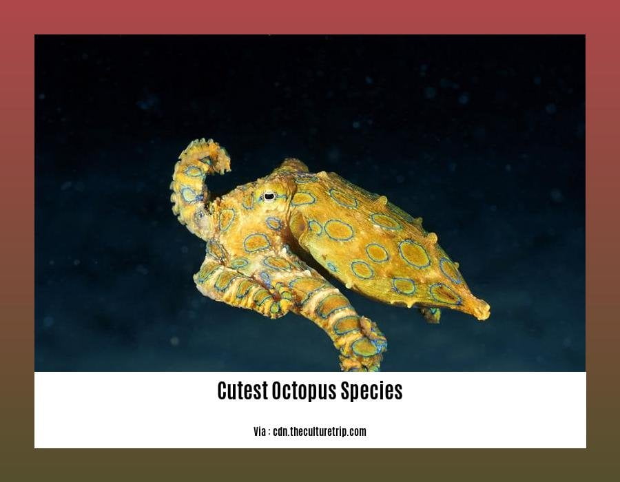 Cutest octopus species