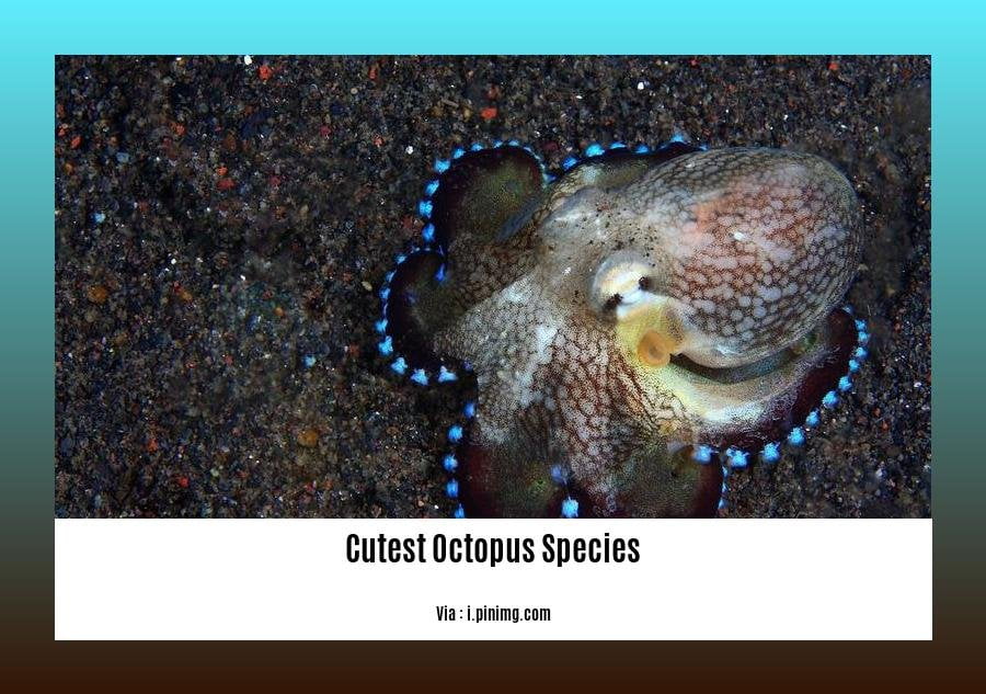 Cutest octopus species
