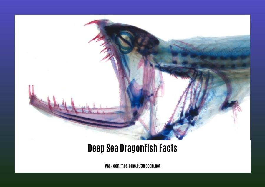 Deep sea dragonfish facts