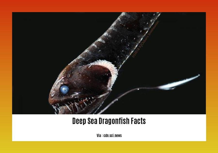 Deep sea dragonfish facts