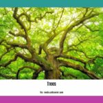 Did-you-know-facts-about-trees_2