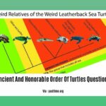 ancient-and-honorable-order-of-turtles-questions_2