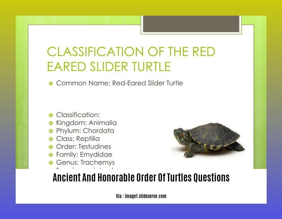 Unveiling the Secrets Ancient and Honorable Order of Turtles Questions Answered