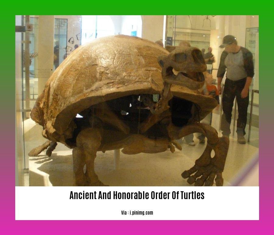ancient and honorable order of turtles