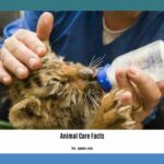 animal-care-facts_2