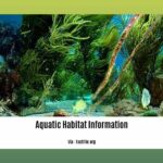 aquatic-habitat-information_2