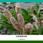 arctic-willow-facts_2