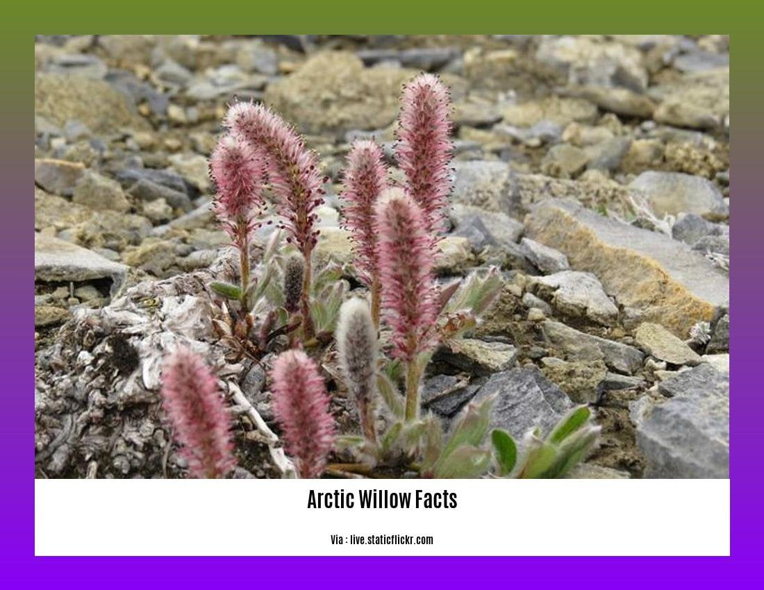 arctic willow facts