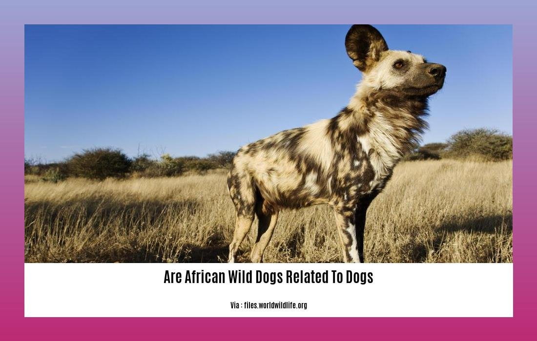 are african wild dogs related to dogs