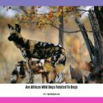 are-african-wild-dogs-related-to-dogs_2
