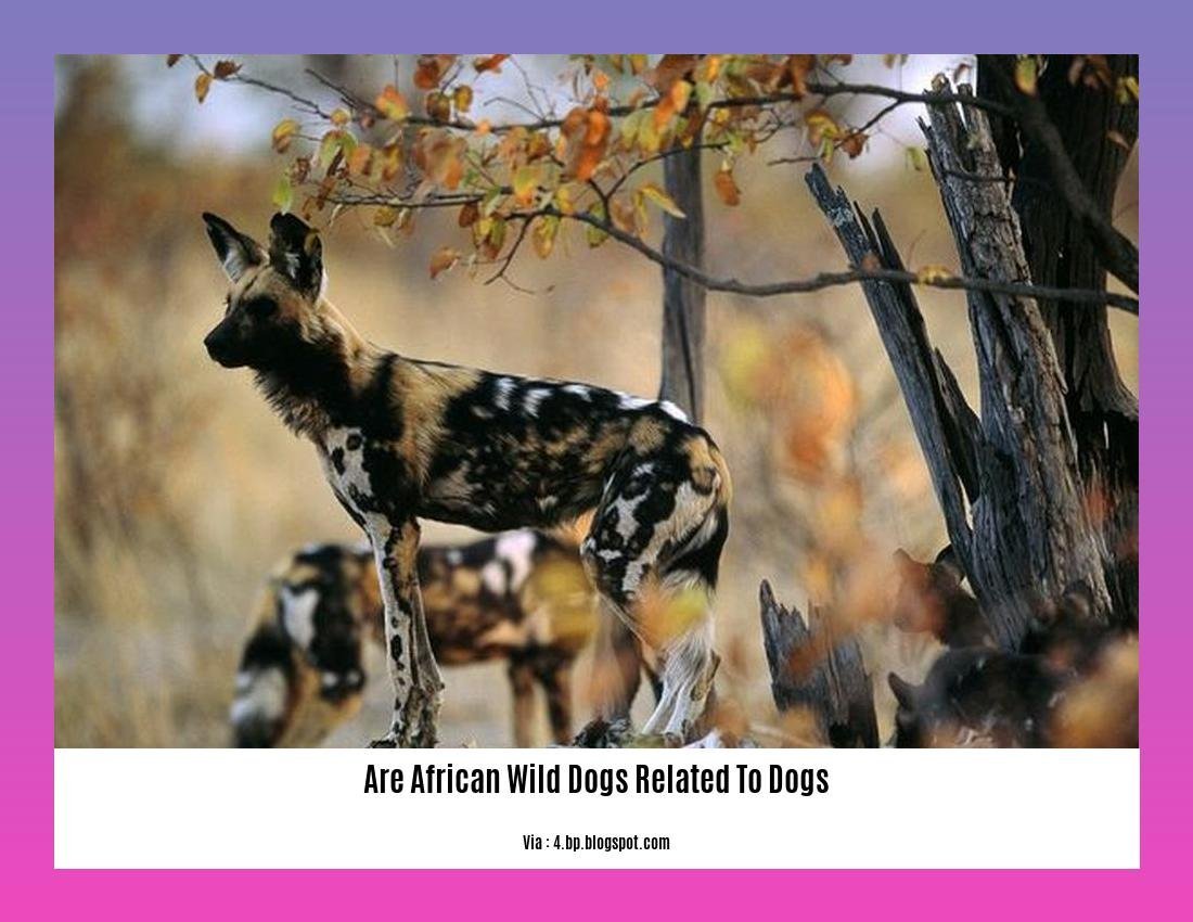 are african wild dogs related to dogs 2