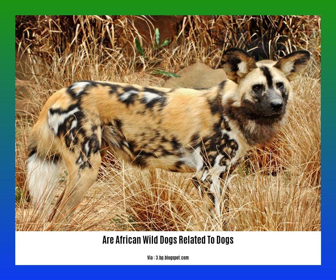 are african wild dogs related to dogs