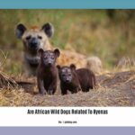 are-african-wild-dogs-related-to-hyenas_2