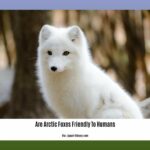 are-arctic-foxes-friendly-to-humans_2