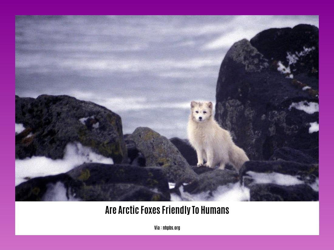 are arctic foxes friendly to humans