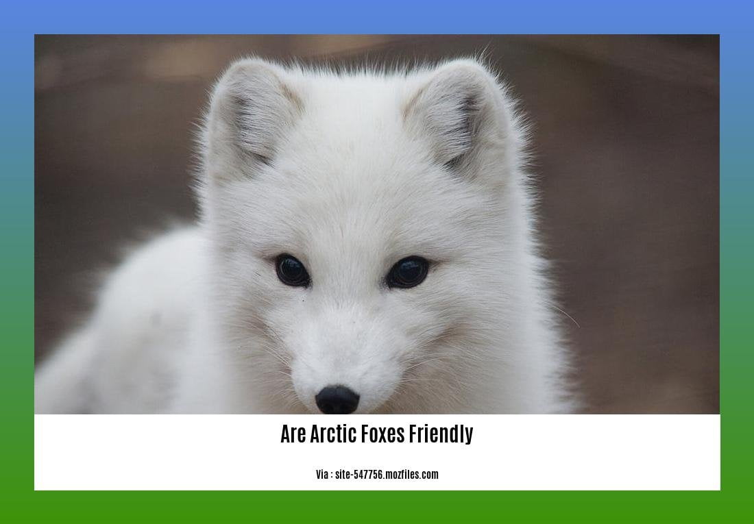 are arctic foxes friendly