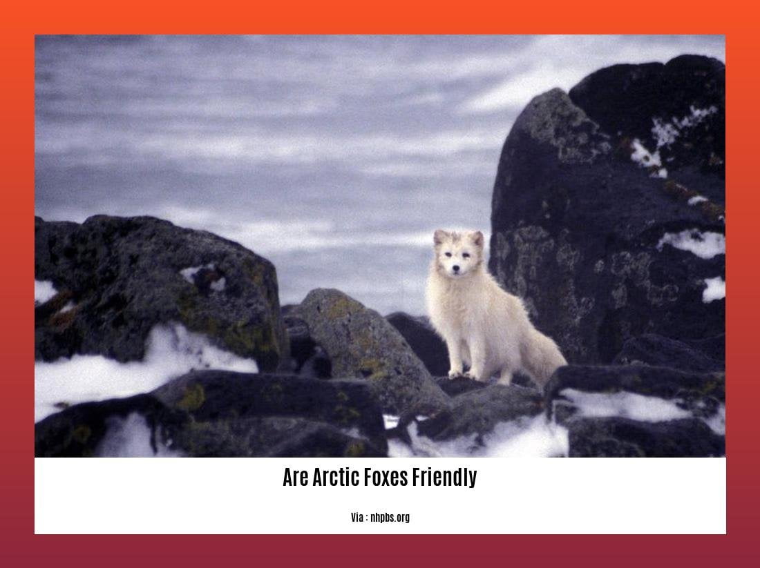 are arctic foxes friendly