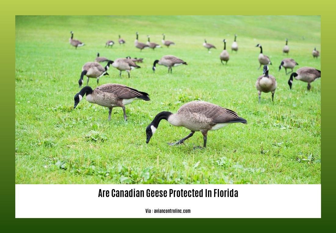 are canadian geese protected in florida