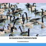 are-canadian-geese-protected-in-florida_2