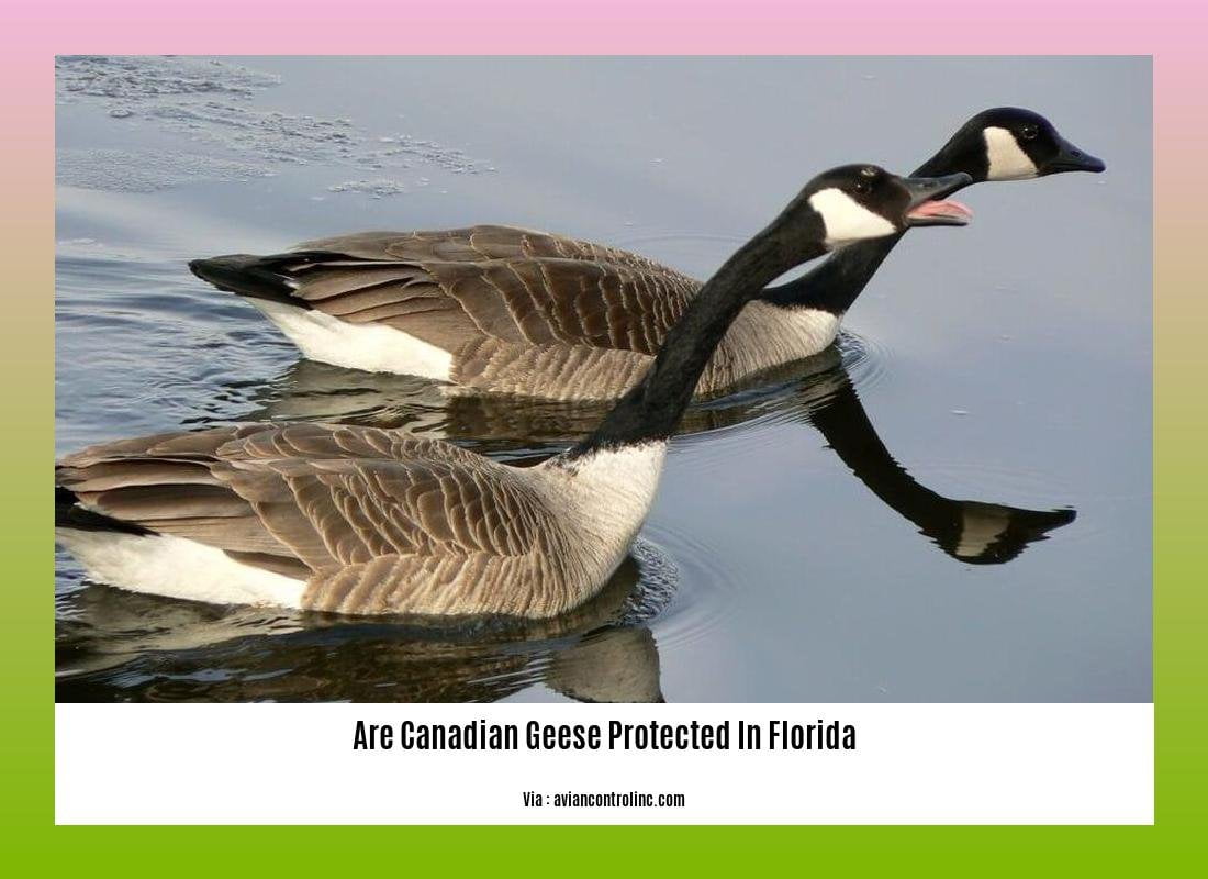 are canadian geese protected in florida