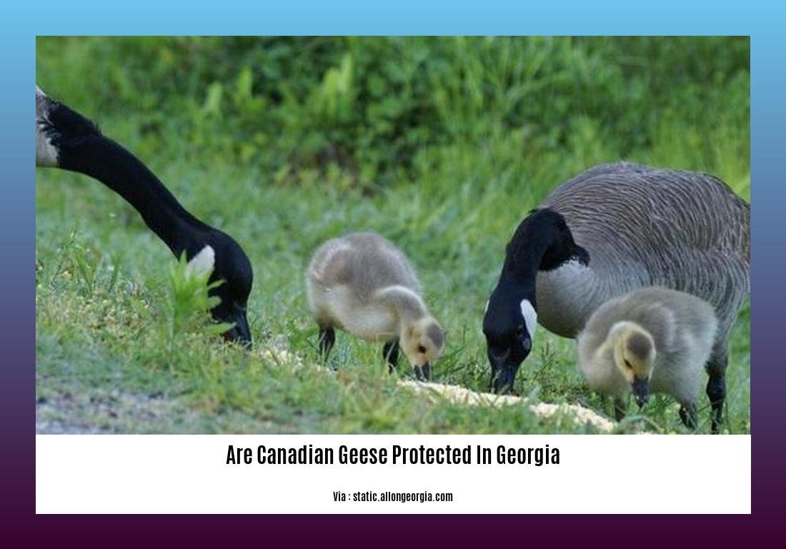 are canadian geese protected in georgia