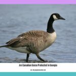 are-canadian-geese-protected-in-georgia_2