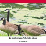 are-canadian-geese-protected-in-indiana_2
