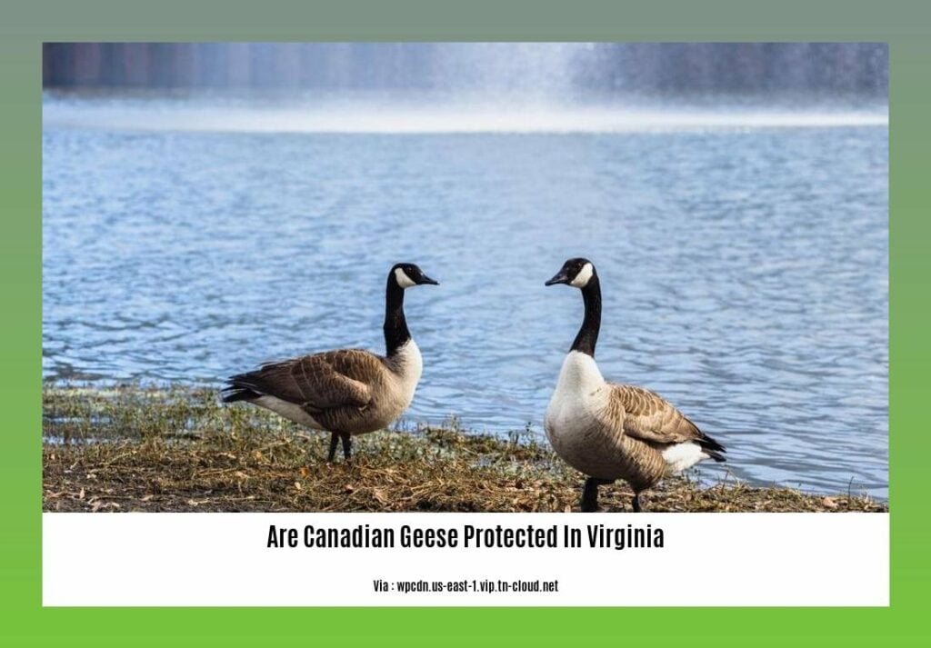 Are Canadian Geese Protected in Virginia? Exploring Legal Safeguards