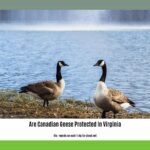 are-canadian-geese-protected-in-virginia_2