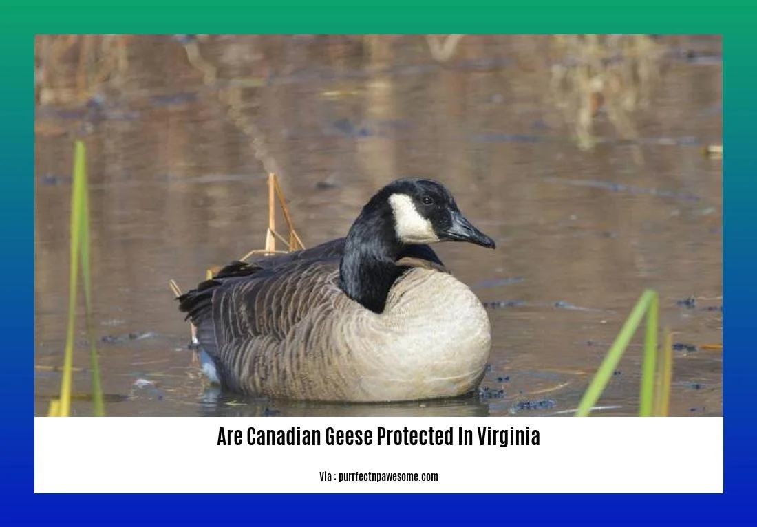 Canada goose protected canada deals