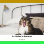 are-cats-good-for-apartments_2