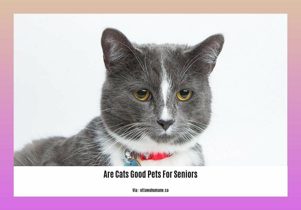 Are Cats Good Pets for Seniors? Exploring the Benefits of Feline