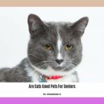 are-cats-good-pets-for-seniors_2