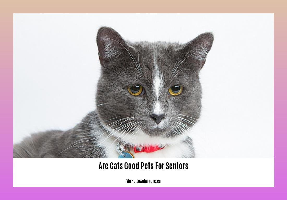 are cats good pets for seniors 2