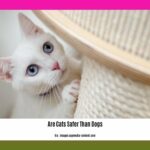 are-cats-safer-than-dogs_2
