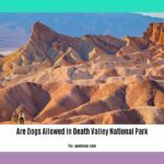 are-dogs-allowed-in-death-valley-national-park_2