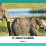 are-elephants-friendly-animals_2